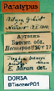 CollectionObject 1502420; aa01e240-8036-4338-a7ff-e262c2fca78b: labels (paratype). (CollectionObject).