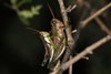 FieldOccurrence 2993; 6fa78eaf-d202-4a7f-bdd9-be2f01292989; Argentina
near Al Infinito, 2026/03/04: (FieldOccurrence).