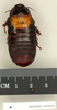 CollectionObject 1572989; de17e8ad-3df4-42b6-bda0-98614430edfd: Copyright Natural History Museum, London. Non-type (female nymph) in BM(NH). Dorsal view. (CollectionObject).