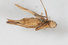 CollectionObject 2601998; b7bddda4-8193-4288-a96d-898299947a43: female, ventral view (syntype). (CollectionObject).