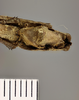 CollectionObject 1558889; 38332a44-9667-4685-b98e-7866f0574ab1: copyright NHMB Basle. male: end of abdomen, ventral view (holotype). (CollectionObject).