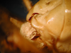 CollectionObject 1530647; 740057ca-cd1f-4ef7-9ebc-205f097a4d93, DORSA SSgryafrHTM: male, abdominal apex (holotype). (CollectionObject).