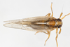 Live specimen: !! display not done !! on Muellerianella laminalis (Van Duzee, 1897): (Observation).