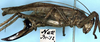 CollectionObject 1531991; 2736e0d7-0467-4c6d-ba5d-e57bb2f0f529: female, lateral view (holotype). (CollectionObject).
