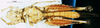 CollectionObject 1537628; 6804b87f-4066-4d92-ab6b-fc30716f87bc: male, ventral view (paratype). (CollectionObject).