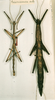 CollectionObject 1559224; fe9b294d-a2a6-47cd-960f-96c74d6b0e40: copyright NHRS, Stockholm. male and female (syntypes). (CollectionObject).;CollectionObject 1559225; 4b56d18b-b741-4bf9-912f-67b0480b8542: copyright NHRS, Stockholm. male and female (syntypes). (CollectionObject).