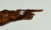 CollectionObject 1562883; 07a05f10-9ddd-49bc-b48d-3ab79eddfc10: copyright USNM, Washington. (CollectionObject).