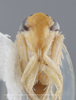 Head on Cicadulina (Cicadulina) bipunctata (Melichar, 1904): (Observation).