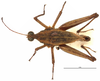 CollectionObject 1581758; ec06724c-936f-476c-8b0e-0b949fd2d0d0: male, dorsal view (holotype). (CollectionObject).