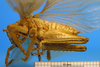 CollectionObject 1530647; 740057ca-cd1f-4ef7-9ebc-205f097a4d93, DORSA SSgryafrHTM: male, lateral view (holotype). (CollectionObject).