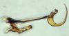 Aedeagus, lateral view: (Observation).