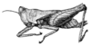 Paraguelus palawanicus Günther, 1939: Fig. 4. female, lateral view (body length 12 mm). (Otu).