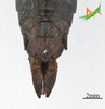 CollectionObject 2243534; Unioeste Cascavel K-0590, ff376773-209d-4a5c-9be0-c39e3d974e9e, Unioeste Cascavel K-0590: Female, terminalia in dorsal view. (CollectionObject).