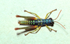 Micropaon lucens Descamps & Rowell, 1984: (Otu).