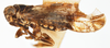 Habitus, lateral view on Bakerella maculata Crawford, 1914: (Observation).