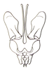 Shelfordites aberrans Karny, 1910: Fig. 64.2 (after Brown 1967). phallic complex, dorsal view. (Otu).