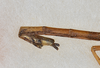 CollectionObject 1559010; b1b7af32-929c-4341-b187-0c427688e1ac: copyright USNM, Washington. (CollectionObject).;CollectionObject 1559011; 4b79db5f-56ee-41d9-945c-417a68134647: copyright USNM, Washington. (CollectionObject).