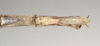 CollectionObject 1561041; NHMUK(SF IMPORT DUPLICATE) 844544, 33cfc6b9-5173-463a-8c4d-1bf9121caaa1: copyright Natural History Museum, London. female: end of abdomen, ventral view (paratype). (CollectionObject).