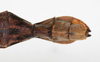 CollectionObject 1558657; 133da2a3-3d44-4789-86e5-4671977f2951: copyright NMW, Vienna. female: end of abdomen, dorsal view (syntype). (CollectionObject).;CollectionObject 1558658; d4fb1899-121f-4e8d-be5e-b67e32f58e28: copyright NMW, Vienna. female: end of abdomen, dorsal view (syntype). (CollectionObject).