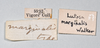CollectionObject 1516678; ce8b1731-cce7-4142-95ee-22e0bd88638d, NHMUK015982126: labels (holotype). (CollectionObject).
