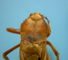 CollectionObject 1542828; ac2ffff4-27b7-44a0-8d3e-61ee1907f7ef: male, pronotum dorsal view (syntype of Peucestes lutescens). (CollectionObject).