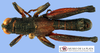 CollectionObject 1513138; 04bc92c2-fb8a-4582-a103-26dec18cf3c9: male, dorsal view (holotype). (CollectionObject).