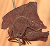 CollectionObject 1531093; UZIU Thunberg Collection nr 222188, 033d58a7-e764-4fd9-aa73-ac1b279f1d6e: male, lateral view (holotype). (CollectionObject).