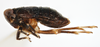 Habitus, lateral view: !! display not done !! on Pissonotus nigriculus Morgan & Beamer, 1949: (Observation).