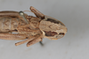 CollectionObject 1475708; 19fbc150-81d7-45ba-a036-b7db7fde2400: Male, #1, pronotum, dorsal view (syntype). (CollectionObject).