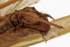 CollectionObject 1530630; 71275256-5846-4358-ba10-f15b51ff9583: female subgenital plate (paralectotype of Tylopsis meruensis). (CollectionObject).