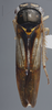 Habitus, dorsal view on Dilobopterus obliquatulus (Jacobi, 1905): Dorsal. (Observation).
