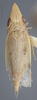 Habitus, dorsal view: !! display not done !! on Agudus typicus Oman, 1938: Dorsal. (Observation).