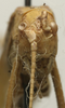 CollectionObject 1535903; 1cae8755-b063-4420-89d0-172bcde1ebf5, MNCN8269: male face (syntype). (CollectionObject).