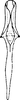 Aedeagus, ventral view on Empoasca (Empoasca) armara Langlitz, 1964: Aedeagus, ventral view. (Observation).