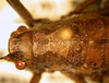 Apteroscirtus cristatus Hemp, 2013: male head and pronotum, dorsal view. (Otu).