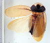 Phortioeca andeana Rehn, 1928: Photo by Heidi Hopkins. dorsal habitus. (Otu).