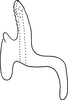 Aedeagus, lateral view: Aedeagus (holotype), lateral view. (Observation).