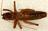 CollectionObject 2046394; dc000bcb-cf6c-48b0-bcb6-8dd6d3b7f6b7: male, ventral view (holotype). (CollectionObject).