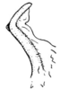 Ammobaenetes lariversi Strohecker, 1944: Fig. 3 b (after paratype). pseudosternite, right lateral view. (Otu).