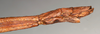 CollectionObject 1558309; NMW 761, 085c0800-dd1a-4b24-b05a-9393d17b5d27: copyright NMW, Vienna. female: end of abdomen, lateral view (syntype). (CollectionObject).