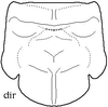 Deflorita (Hueikaeana) directa (Ingrisch, 1998): from Ingrisch 1998(?). pronotum. (Otu).