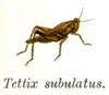 Tetrix subulata (Linnaeus, 1758): Pl. 7. habitus. (Otu).
