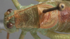 CollectionObject 1506473; 67fc0f01-d5e1-4a2c-b770-f2e3e8a03f9c: male, dorsal view. (CollectionObject).