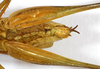 CollectionObject 1475673; 01aea218-51dc-4993-9b8c-0a42bbd86e4a: male, ventral view (syntype). (CollectionObject).