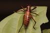 CollectionObject 2072894; e27b9cda-e7a8-45c9-aafd-1f15cc9b3ddd: Female, live specimen. (CollectionObject).