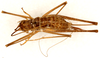 CollectionObject 1499608; 704e1b02-94b1-4f48-8dc9-bff357dfaa88: female, dorsal view (allotype). (CollectionObject).