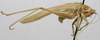 CollectionObject 1535930; 52a49908-d4e9-4e54-abf4-9487428ea0d2: male habitus, lateral view (syntype). (CollectionObject).