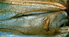 Neoconocephalus maxillosus (Fabricius, 1775): male left mirror area (syntype of Conocephalus muticus). (Otu).
