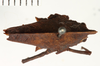 CollectionObject 1529893; NHRS NRMORTH 12919, 5b3e8108-06e9-4dcc-a840-e27d2c249c06: female, dorsal view (holotype). (CollectionObject).