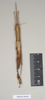 CollectionObject 1562020; NHMUK(SF IMPORT DUPLICATE) 844845, 7944ec20-6e25-46f9-929e-c6cc4e6c4ff8: copyright Natural History Museum, London. female of synonym Sipyloidea peelensis (paratype). (CollectionObject).